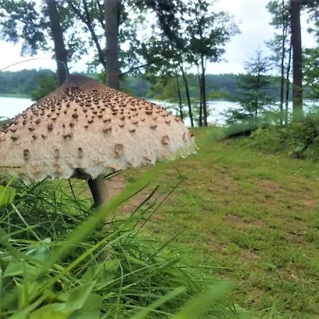 Jw Mazury Wakacyjne Nad Jeziorem-dom Orzel * Waplewo (Olsztyn)